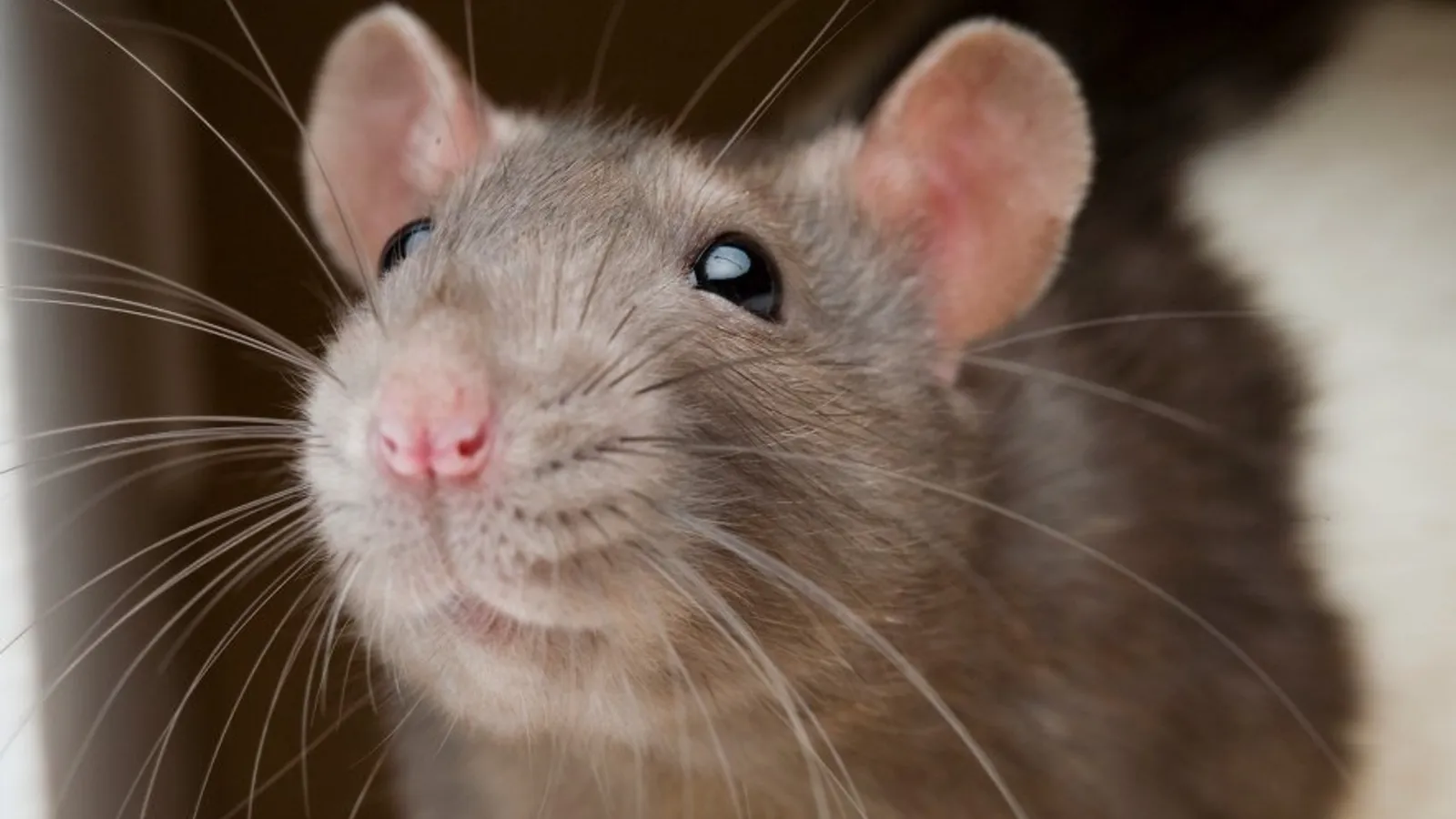 Ratas en tu hogar: Prevención, riesgos y cómo eliminarlas correctamente