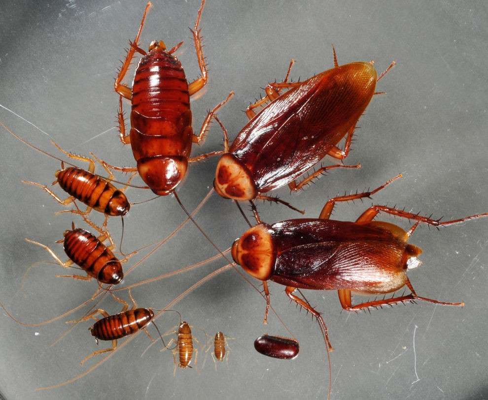 El origen del problema: así eliminamos una plaga de cucarachas