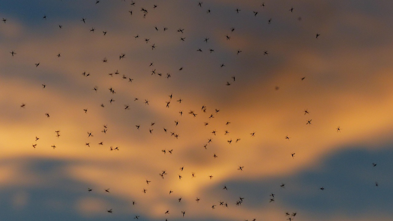 Invasión de mosquitos en Vallecas: por qué hay más este verano y cómo protegerte en casa