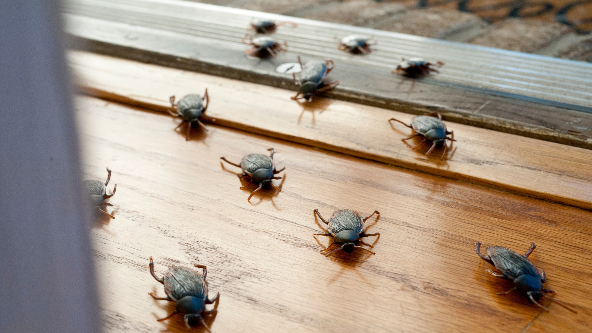 Verano en Vallecas: consejos para mantener tu casa libre de cucarachas, hormigas y mosquitos