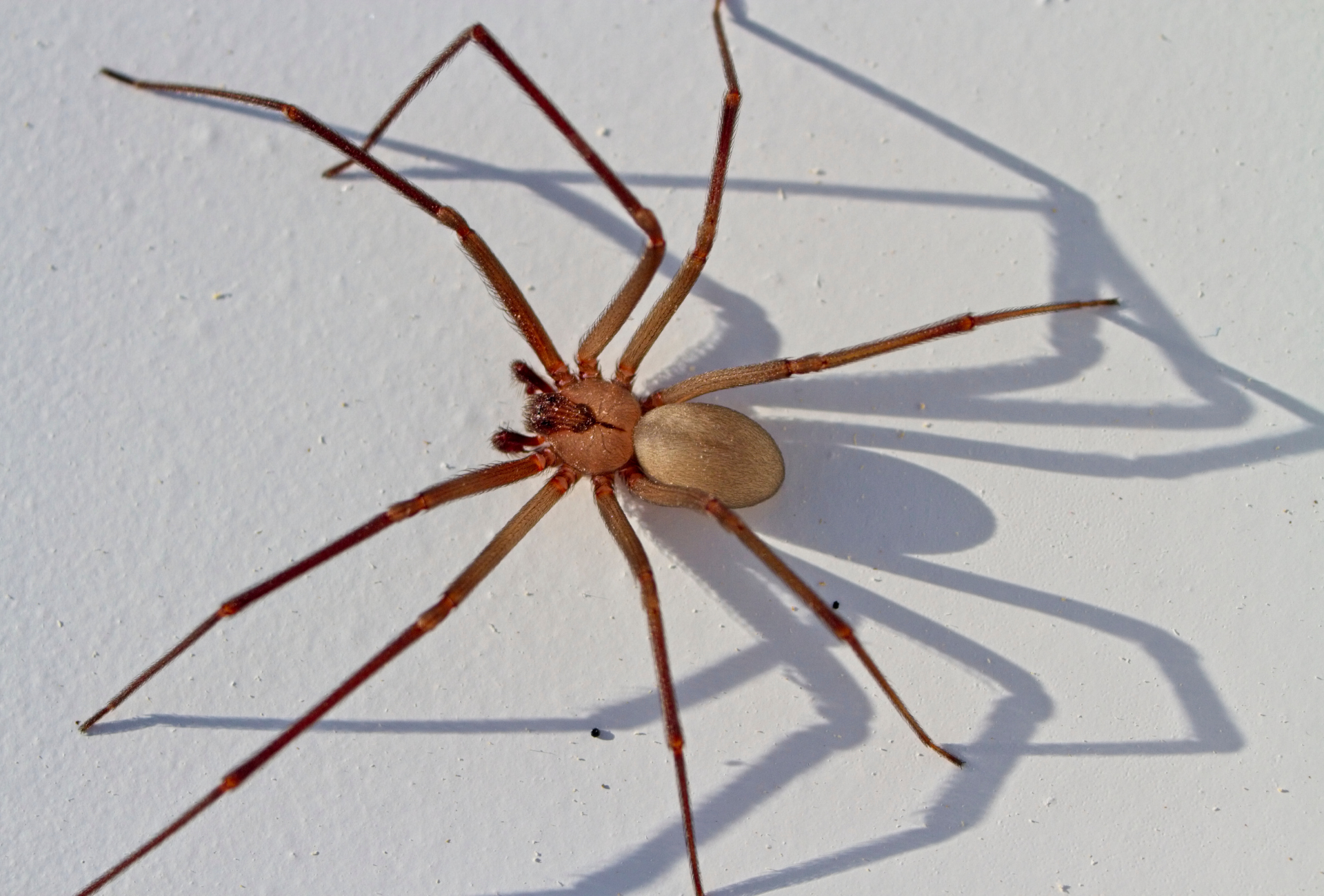 ¿Araña violinista en Vallecas? Qué hacer si aparece en tu hogar