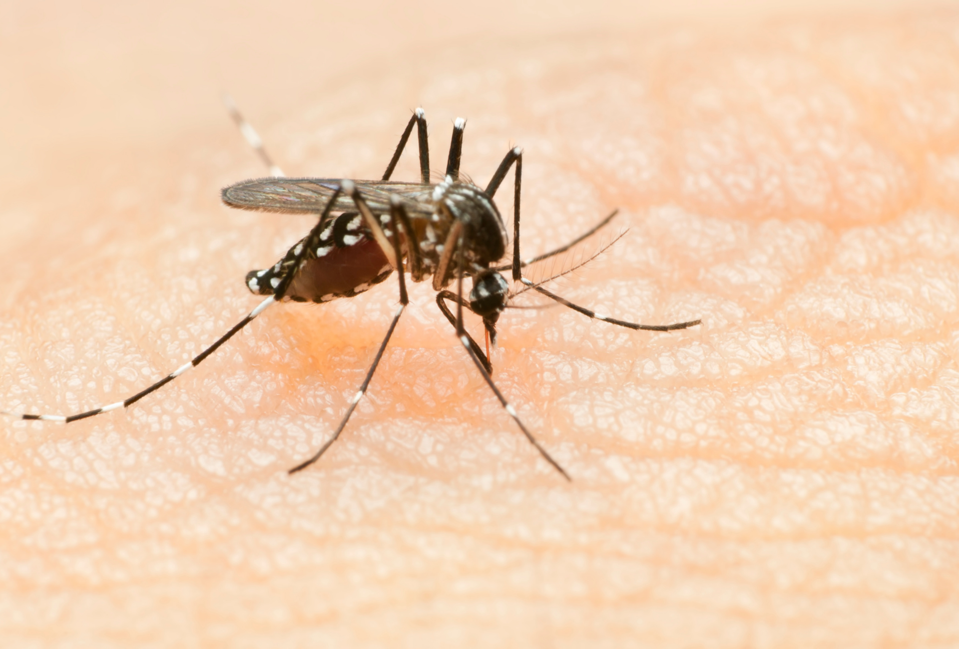 Mosquito tigre en Vallecas: un problema de salud vecinal en zonas densamente pobladas