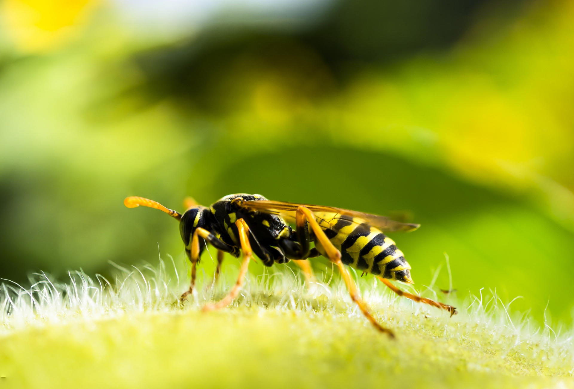 Avispas en Vallecas: plaga urbana en calles, terrazas y zonas familiares