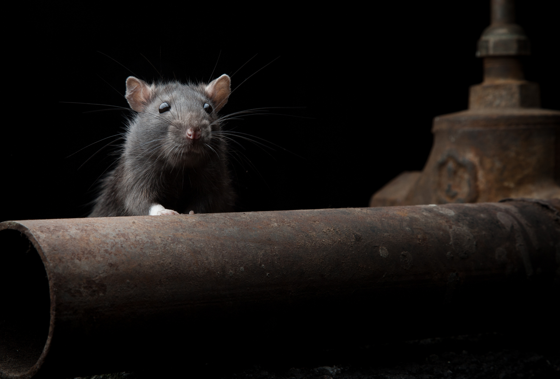 Vallecas: una red subterránea que nunca duerme